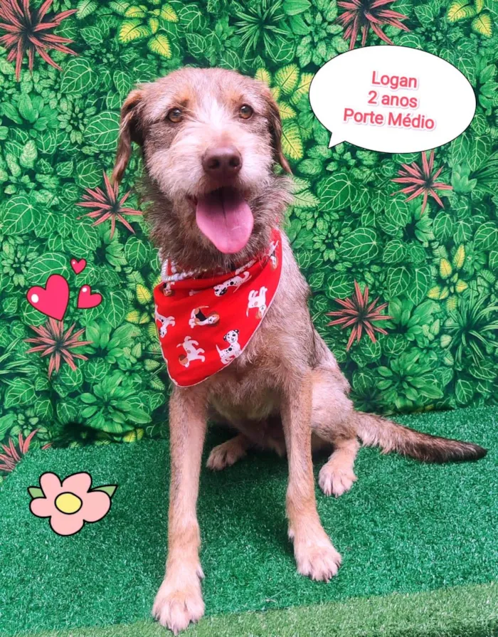 Cachorro ra a SRD-ViraLata idade 2 anos nome Logan