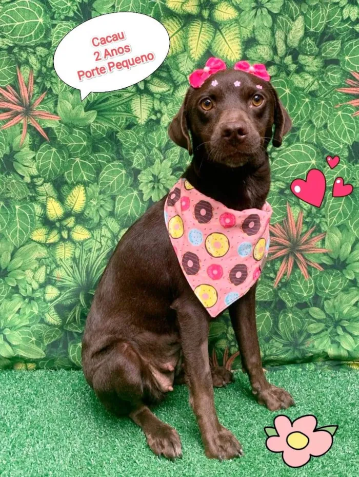 Cachorro ra a  idade 2 anos nome Cacau