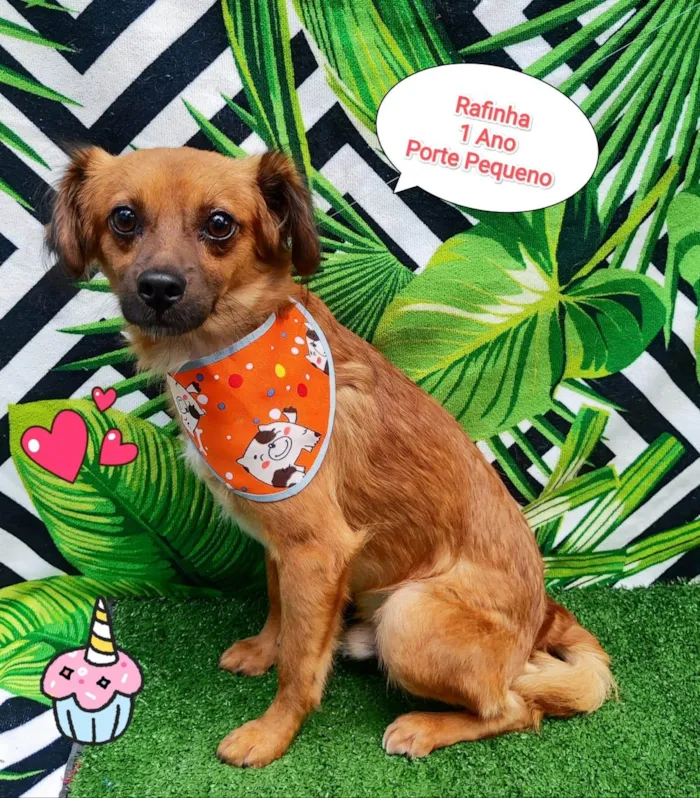 Cachorro ra a  idade 1 ano nome Rafinha 