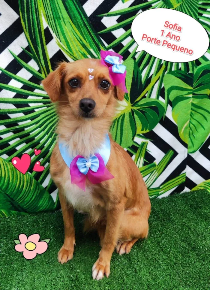Cachorro ra a SRD-ViraLata idade 1 ano nome Sofia