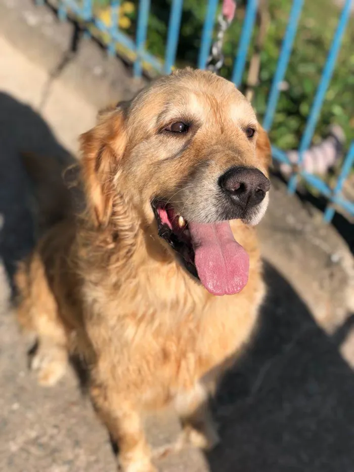 Cachorro ra a Golden Retrivier  idade 3 anos nome Paçoca 