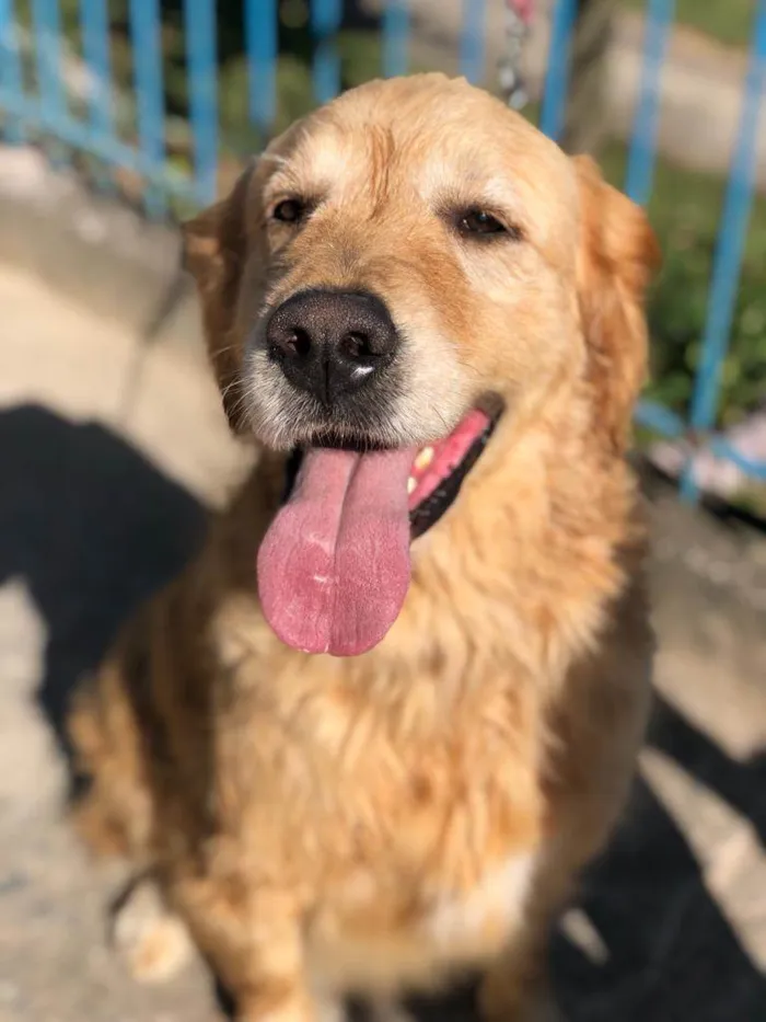 Cachorro ra a Golden Retrivier  idade 3 anos nome Paçoca 