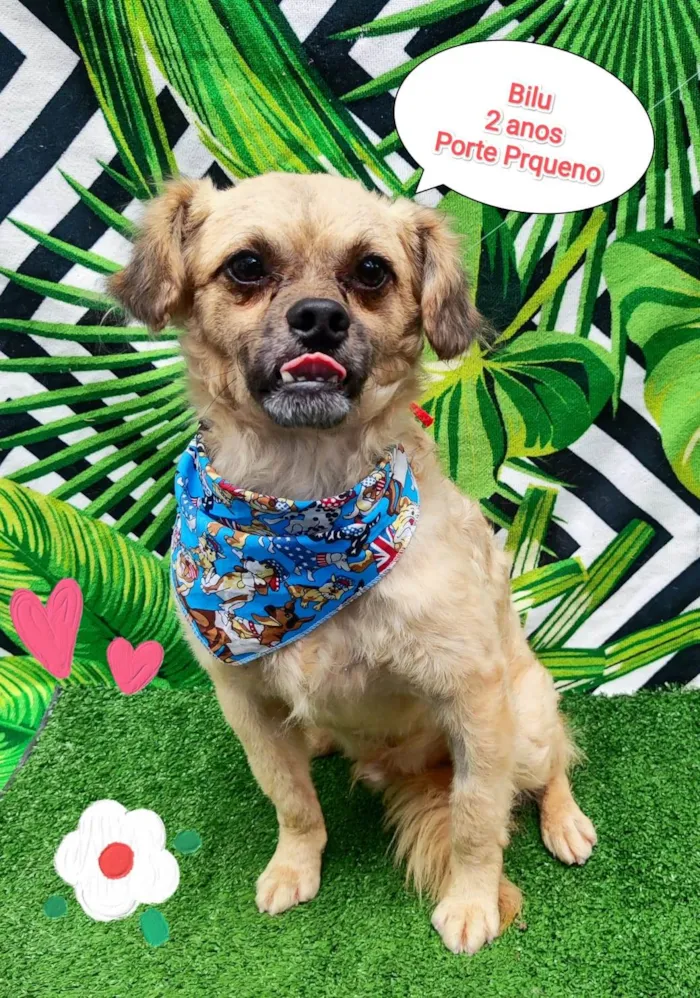 Cachorro ra a SRD-ViraLata idade 2 anos nome Bilu