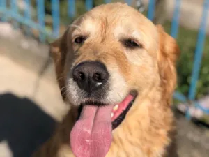 Cachorro raça Golden Retrivier  idade 3 anos nome Paçoca 
