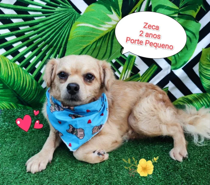 Cachorro ra a SRD-ViraLata idade 2 anos nome Zeca