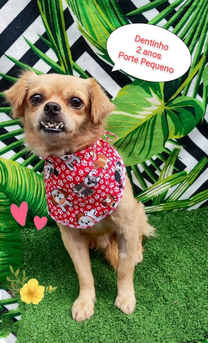 Cachorro ra a SRD-ViraLata idade 2 anos nome Dentinho