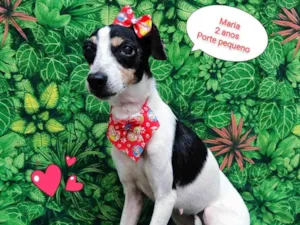 Cachorro raça SRD-ViraLata idade 2 anos nome Maria