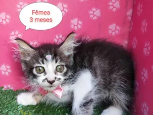 Gato raça SRD-ViraLata idade 2 a 6 meses nome Lorena 