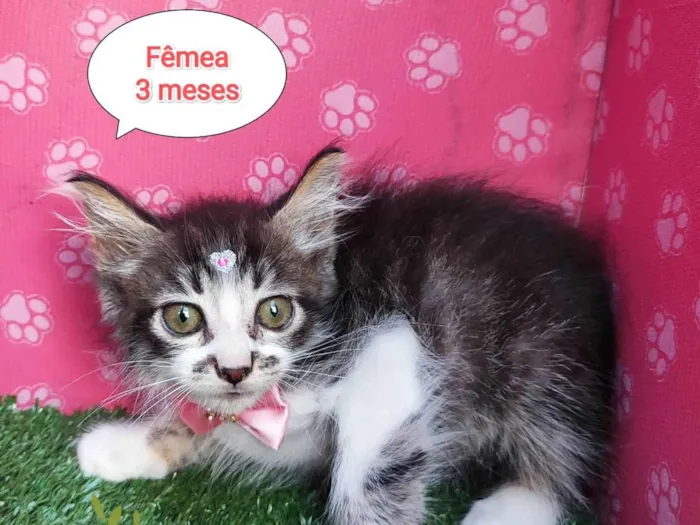 Gato ra a SRD-ViraLata idade 2 a 6 meses nome Lorena 