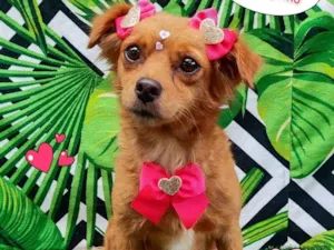 Cachorro raça SRD-ViraLata idade 1 ano nome Melani