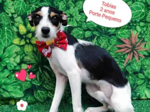 Cachorro raça SRD-ViraLata idade 2 anos nome Tobias