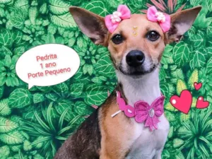 Cachorro raça SRD-ViraLata idade 1 ano nome Pedrita