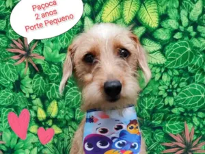 Cachorro raça SRD-ViraLata idade 1 ano nome Paçoca 