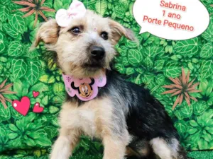 Cachorro raça SRD-ViraLata idade 1 ano nome Sabrina