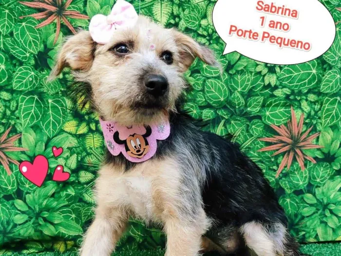 Cachorro ra a SRD-ViraLata idade 1 ano nome Sabrina