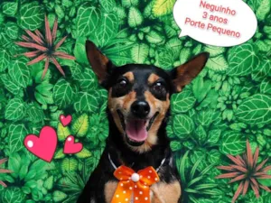 Cachorro raça SRD-ViraLata idade 3 anos nome Neguinho