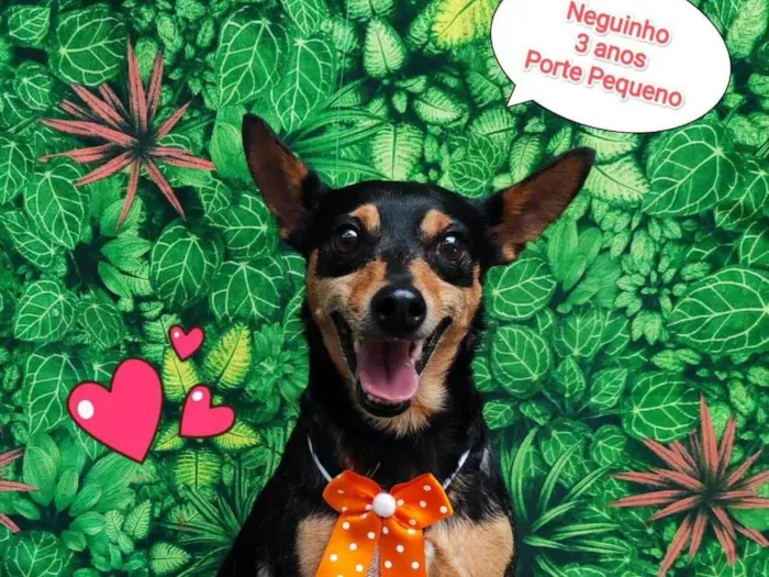 Cachorro ra a SRD-ViraLata idade 3 anos nome Neguinho