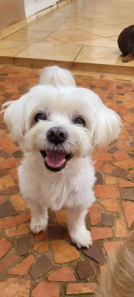 Cachorro ra a Maltês idade 6 ou mais anos nome Duque