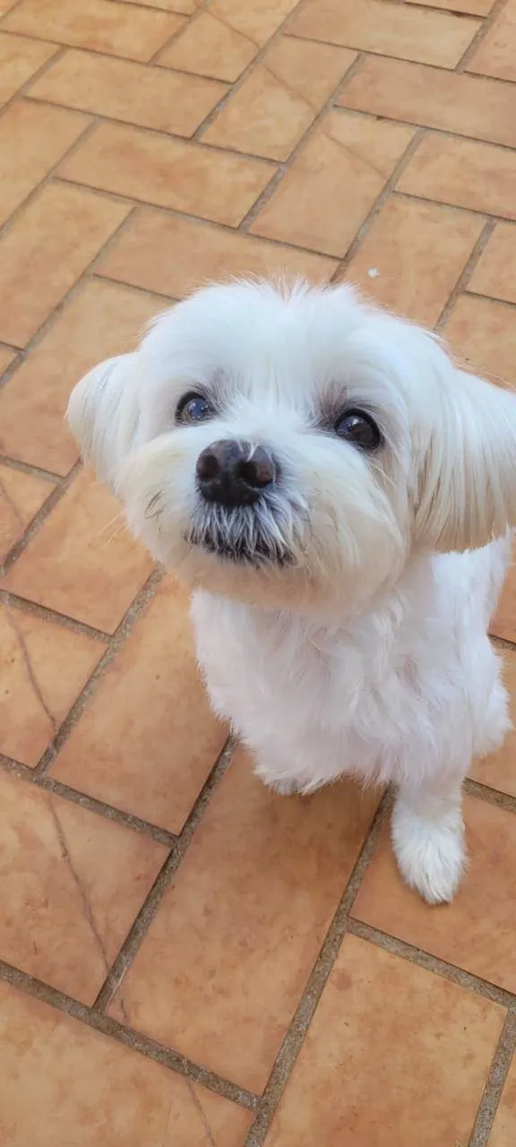 Cachorro ra a Maltês idade 6 ou mais anos nome Duque