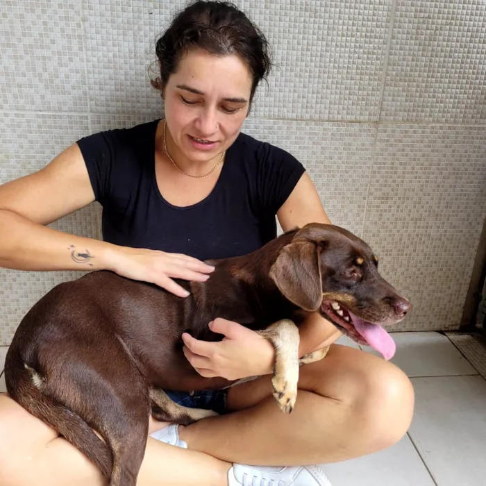 Cachorro ra a SRD-ViraLata idade 1 ano nome Srd fêmea 