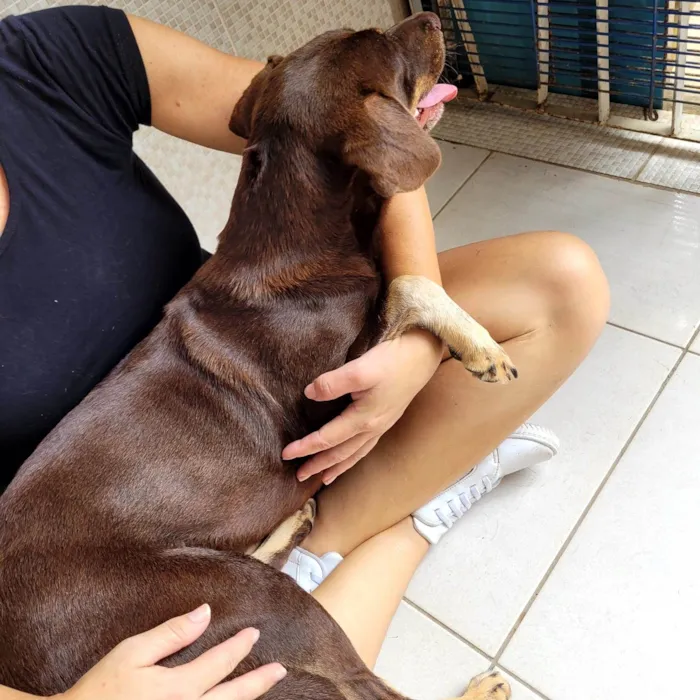 Cachorro ra a SRD-ViraLata idade 1 ano nome Srd fêmea 