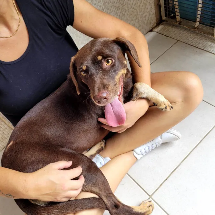 Cachorro ra a SRD-ViraLata idade 1 ano nome Srd fêmea 