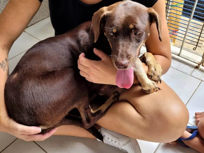 Cachorro ra a SRD-ViraLata idade 1 ano nome Srd fêmea 