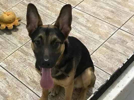 Cachorro ra a SRD-ViraLata idade 7 a 11 meses nome Scooby