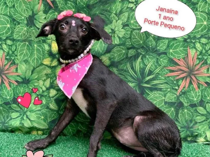 Cachorro ra a SRD-ViraLata idade 1 ano nome Janaina 