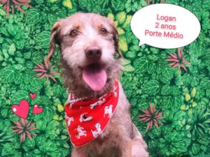 Cachorro raça SRD-ViraLata idade 2 anos nome Logan