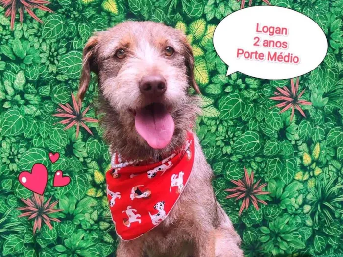 Cachorro ra a SRD-ViraLata idade 2 anos nome Logan