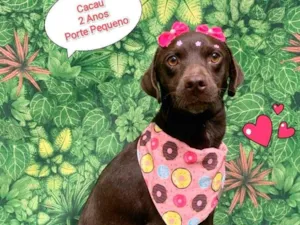 Cachorro raça  idade 2 anos nome Cacau