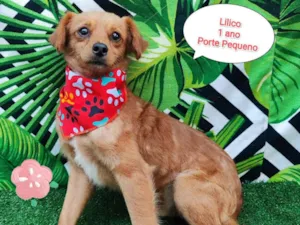 Cachorro raça SRD-ViraLata idade 1 ano nome Lilico