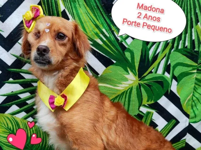 Cachorro ra a  idade 2 anos nome Madona
