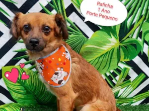 Cachorro raça  idade 1 ano nome Rafinha 
