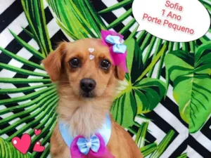 Cachorro raça SRD-ViraLata idade 1 ano nome Sofia