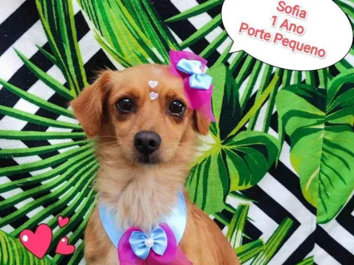 Cachorro ra a SRD-ViraLata idade 1 ano nome Sofia