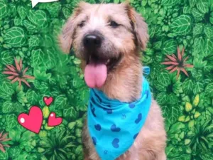 Cachorro raça SRD-ViraLata idade 2 anos nome Bonno
