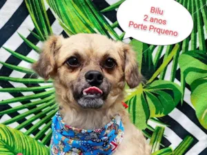 Cachorro raça SRD-ViraLata idade 2 anos nome Bilu