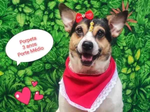 Cachorro raça SRD-ViraLata idade 2 anos nome Porpeta