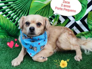 Cachorro raça SRD-ViraLata idade 2 anos nome Zeca