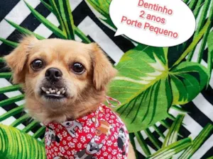 Cachorro raça SRD-ViraLata idade 2 anos nome Dentinho