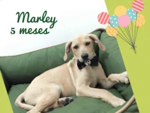 Cachorro raça Srd idade 2 a 6 meses nome Marley