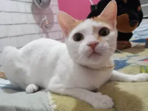 Gato raça SRD-ViraLata idade 7 a 11 meses nome ALEXA