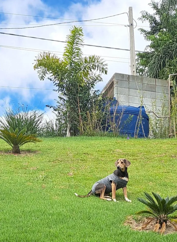 Cachorro ra a SRD-ViraLata idade 1 ano nome Panqueca