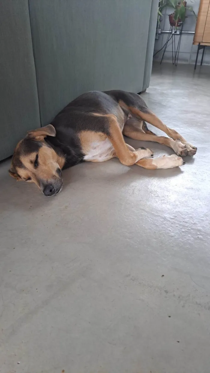 Cachorro ra a SRD-ViraLata idade 1 ano nome Panqueca