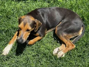 Cachorro raça SRD-ViraLata idade 1 ano nome Panqueca
