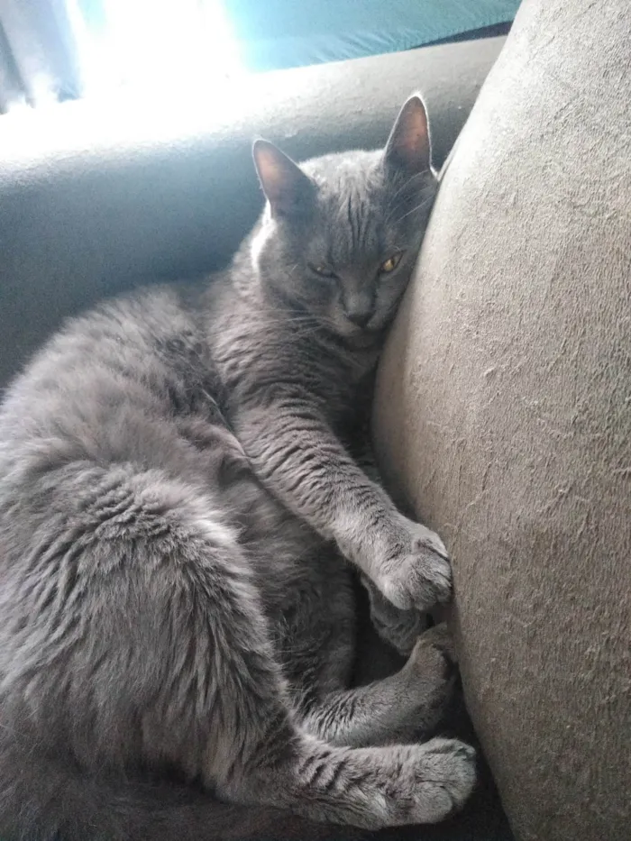 Gato ra a  idade 5 anos nome Write 