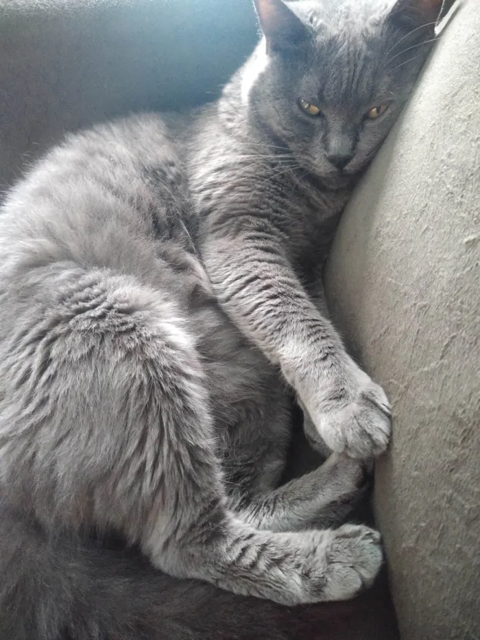 Gato ra a  idade 5 anos nome Write 