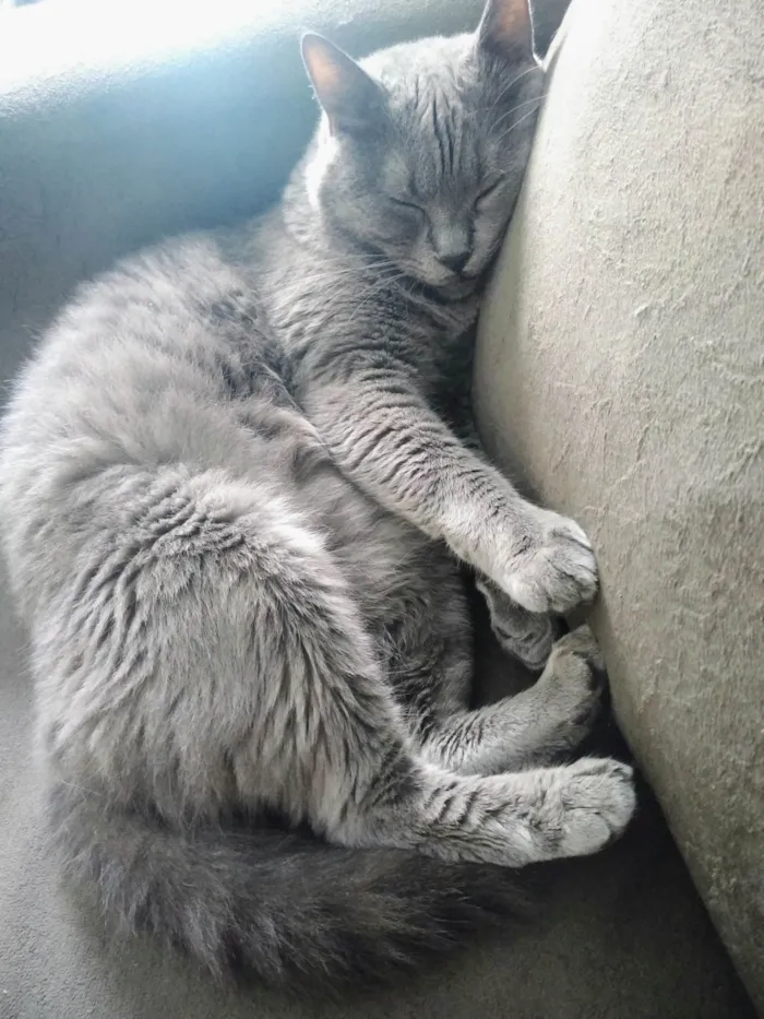 Gato ra a  idade 5 anos nome Write 